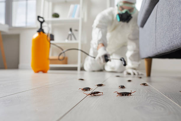 Trusted Rodent Control service in Anaconda, MT - Nex Pest Control